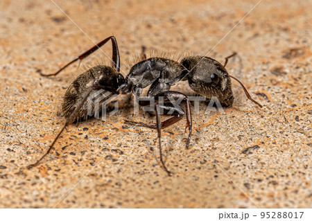 Adult Female Carpenter Ant 95288017