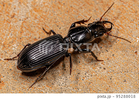 Adult Pedunculate Ground Beetle 95288018