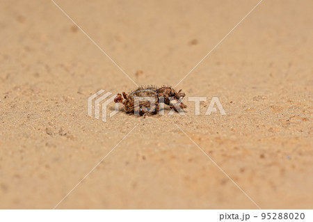 Adult True Weevil 95288020