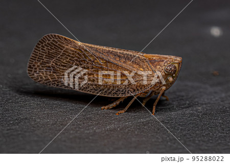Adult Nogodinid Planthopper Insect Adult Nogodinid Planthopper Insect 95288022