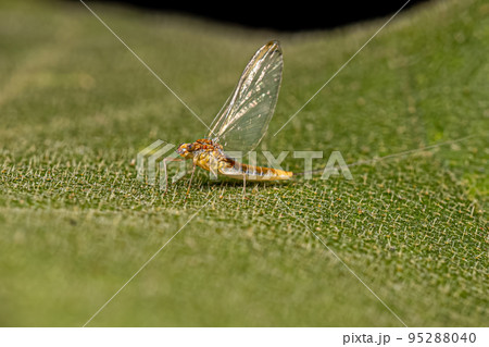 Adult Female Mayfly Insect Adult Female Mayfly Insect 95288040