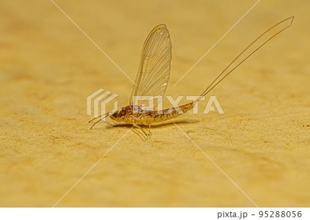 Adult Female Mayfly Insect Adult Female Mayfly Insect 95288056