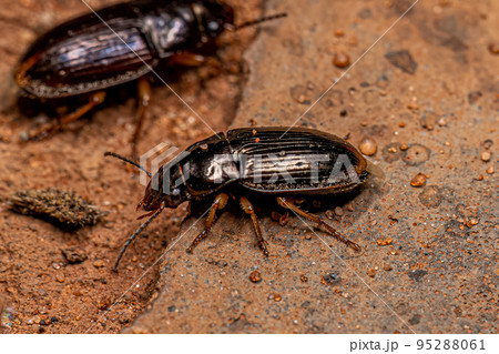 Adult Ground Beetle Adult Ground Beetle 95288061