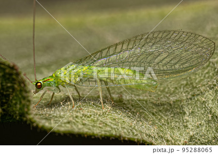 Adult Typical Green Lacewing 95288065