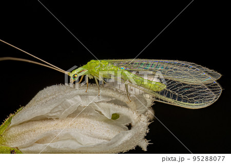 Adult Typical Green Lacewing 95288077