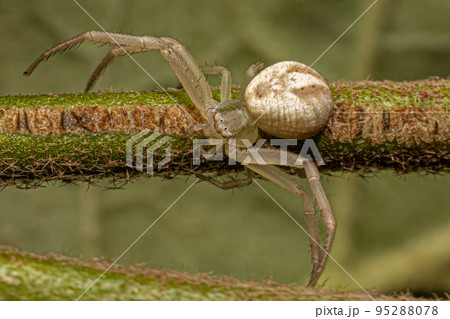 Small Female Crab Spider Small Female Crab Spider 95288078