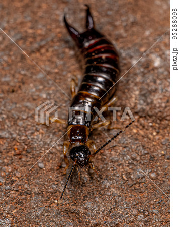 Small Epidermapteran Earwig Insect Small Epidermapteran Earwig Insect 95288093