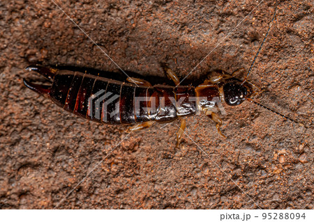 Small Epidermapteran Earwig Insect Small Epidermapteran Earwig Insect 95288094