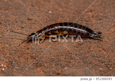 Small Epidermapteran Earwig Insect 95288095