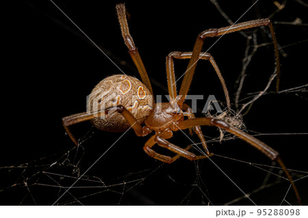Female Adult Brown Widow Spider Female Adult Brown Widow Spider 95288098