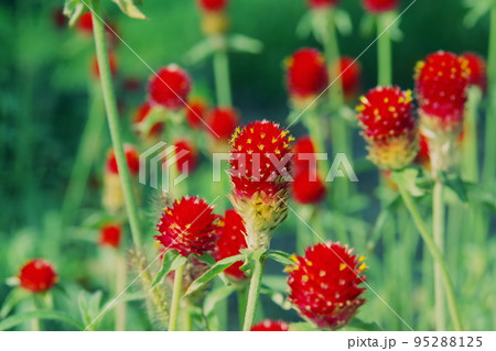 紅い千日紅　四 95288125