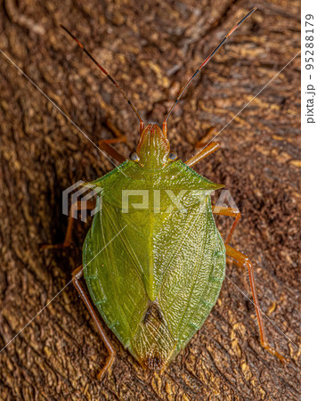 Adult Stink Bug 95288179