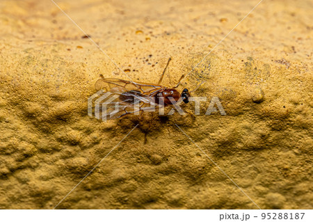Male Adult Myrmicine Ant 95288187
