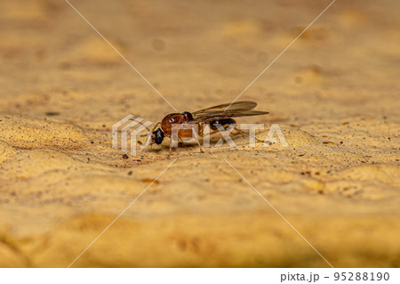 Male Adult Myrmicine Ant Male Adult Myrmicine Ant 95288190