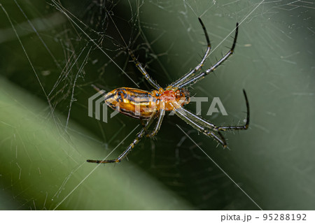 Basilica Orbweaver Spider 95288192