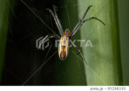 Basilica Orbweaver Spider 95288193