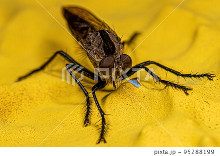 Adult Robber Fly Adult Robber Fly 95288199