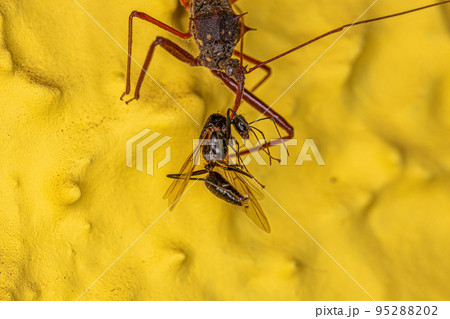 Adult Assassin Bug preying on a Adult Male Winged Carpenter Ant Adult Assassin Bug preying on a Adult Male Winged Carpenter Ant 95288202