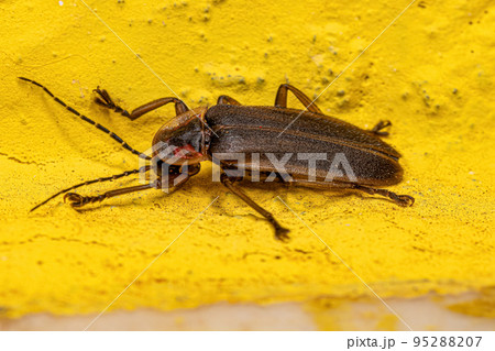 Adult Firefly Beetle 95288207