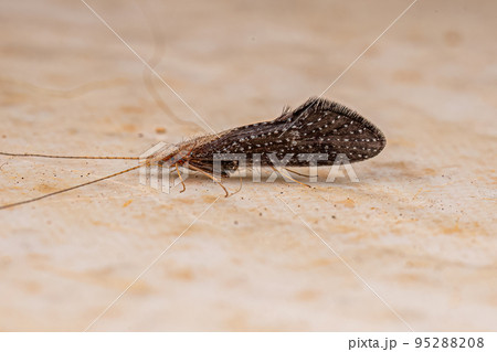 Adult Caddisfly Insect 95288208