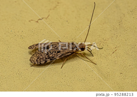Adult Caddisfly Insect Adult Caddisfly Insect 95288213