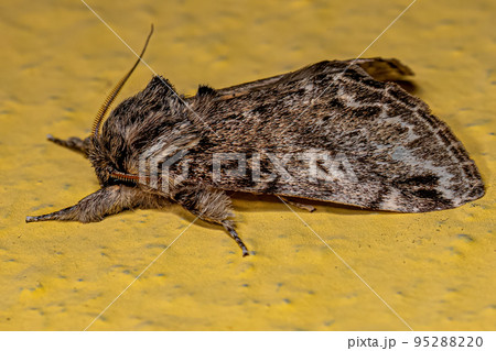 Adult Prominent Moth Insect Adult Prominent Moth Insect 95288220