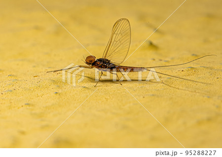 Adult Male Mayfly Insect Adult Male Mayfly Insect 95288227