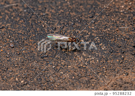 Adult Male Ant Adult Male Ant 95288232