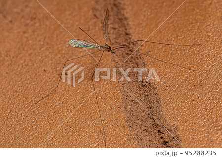Adult Limoniid Crane Fly Adult Limoniid Crane Fly 95288235