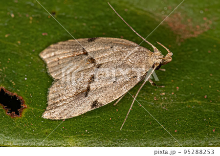 Adult Curved-horn Moth 95288253