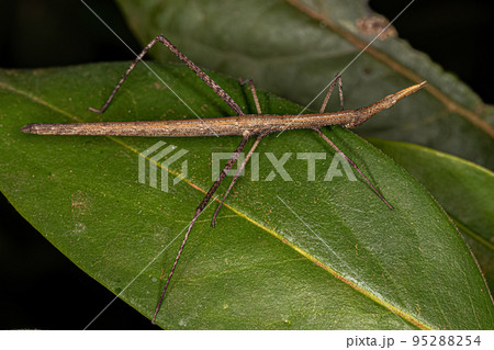 Neotropical Stick Grasshopper 95288254