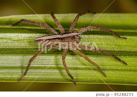 Adult Female Trechaleid Spider 95288255