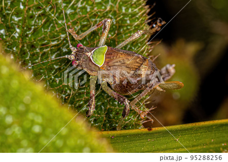 Leaf Katydid Nymph 95288256