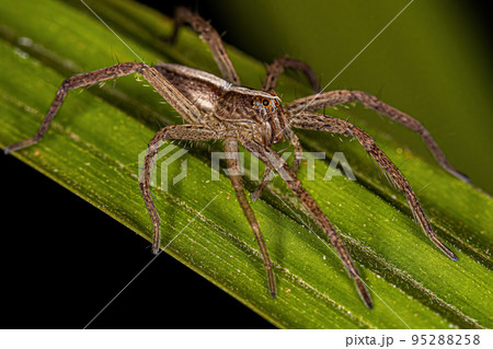 Adult Female Trechaleid Spider Adult Female Trechaleid Spider 95288258