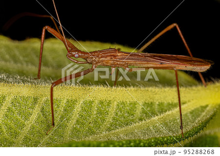 Adult Assassin Bug 95288268