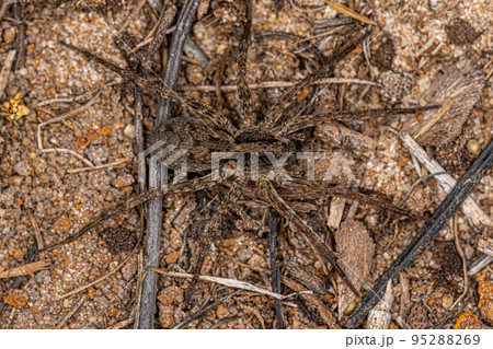 Small Wolf Spider 95288269
