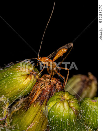 Adult Braconid Wasp Adult Braconid Wasp 95288270