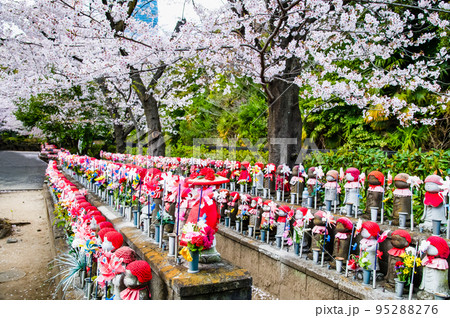 東京都　桜満開の増上寺　～子育地蔵～ 95288276
