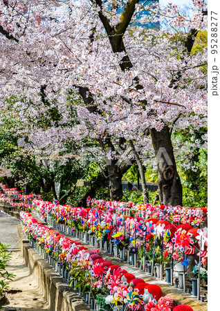 東京都　桜満開の増上寺　～子育地蔵～ 95288277