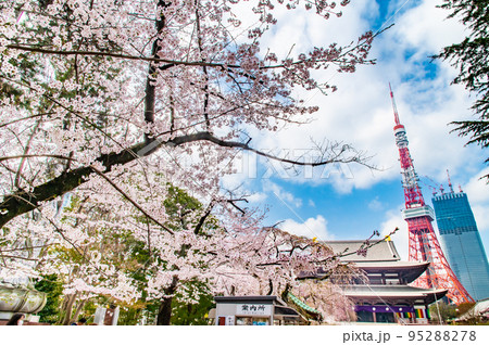 東京都 桜満開の増上寺から見る東京タワー 東京都 桜満開の増上寺から見る東京タワー 95288278
