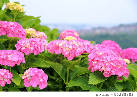 アジサイの花 アジサイの花 95288283