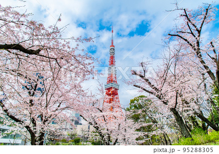 東京都　桜満開の芝公園から見る東京タワー 95288305