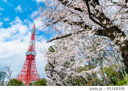 東京都 桜満開の芝公園から見る東京タワー 東京都 桜満開の芝公園から見る東京タワー 95288306