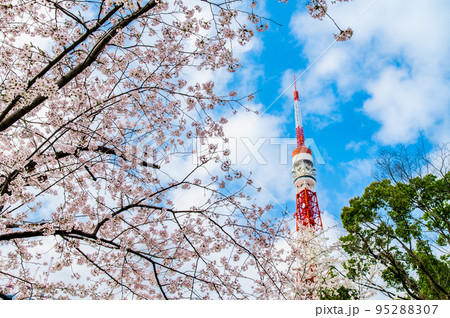 東京都　桜満開の芝公園から見る東京タワー 95288307