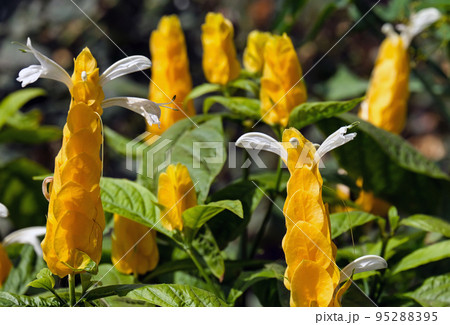 Evergreen perennial ornamental shrub Pachystachys Evergreen perennial ornamental shrub Pachystachys 95288395