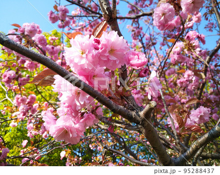 満開の桜と青空 満開の桜と青空 95288437