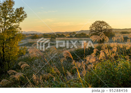 朝焼けに染まるススキの丘 秋田県 仁賀保高原 朝焼けに染まるススキの丘 秋田県 仁賀保高原 95288456