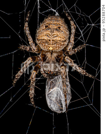 Small Orbweaver Spider Small Orbweaver Spider 95288704