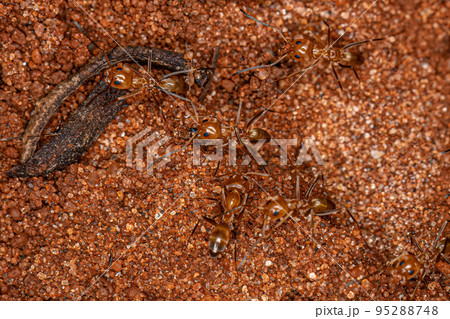 Adult Pyramid Ants 95288748