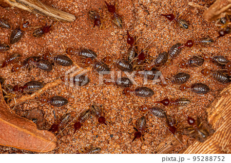 Small Higher Termites 95288752